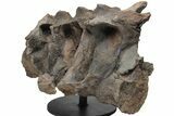 Hadrosaur (Hypacrosaur) Sacrum with Metal Stand - Montana #211085-5